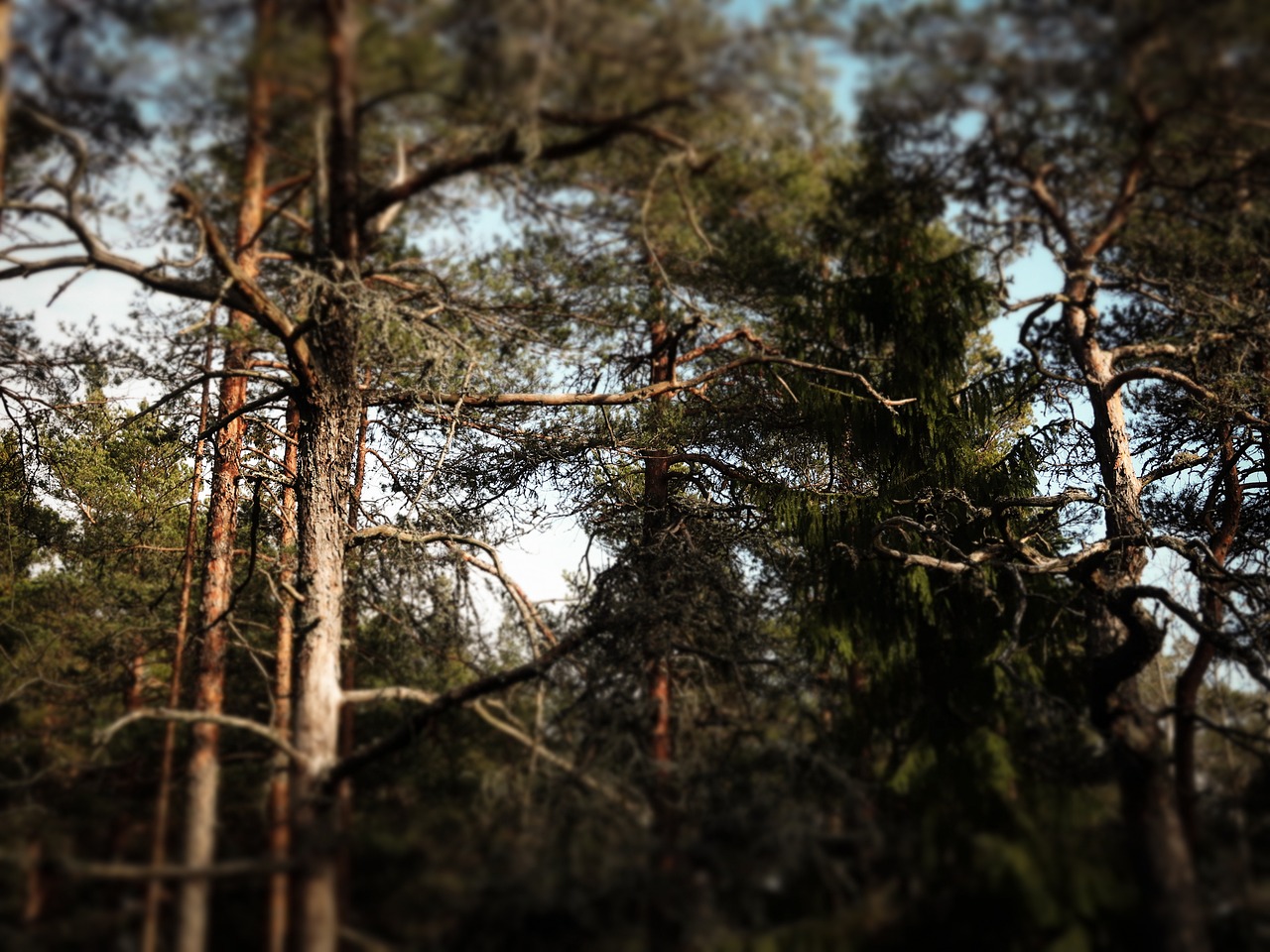 forest, finland, finnish forest-5104231.jpg